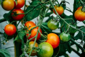 tomatoes on the vine ripening