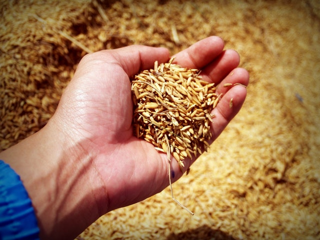 A farmer holding seeds.